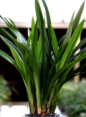 精品兰花苗浓香墨兰企黑金边墨兰带花浓香型除甲醛室内花卉绿植