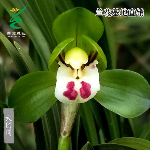 春兰大团圆浓香型室内外好养绿植