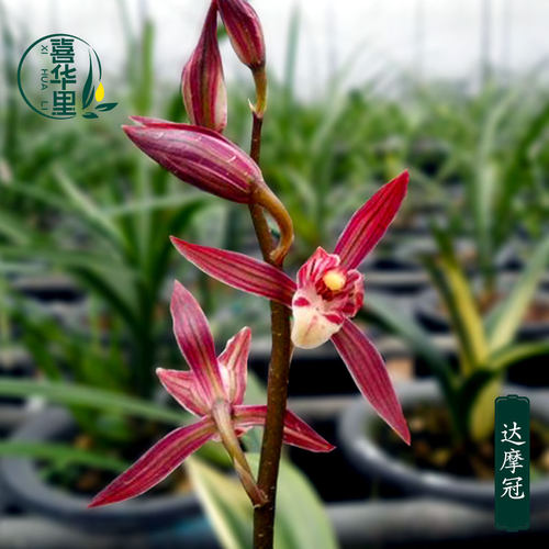 翁源兰花墨兰老种达摩冠带花浓香