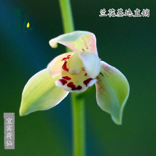 翁源兰花建兰铭品宜宾荷仙带花香