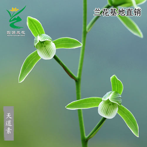 高端老种细叶寒兰天道素带花浓香