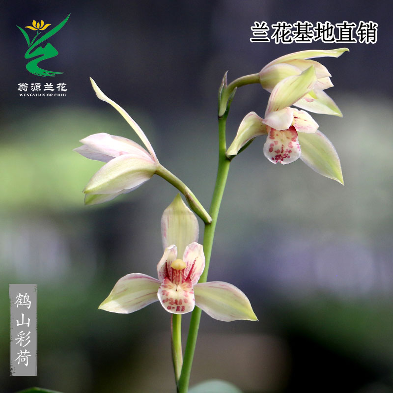 喜华里四季建兰鹤山彩荷老种好养