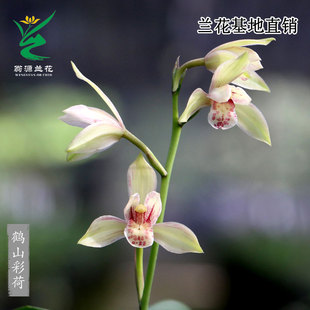 翁源兰花四季建兰鹤山彩荷市长红带花浓香好养室内绿植花卉盆栽