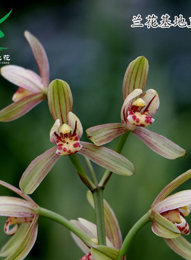 翁源兰花喜花里四季建兰禅月达摩带花浓香型好养室内绿植花卉盆栽