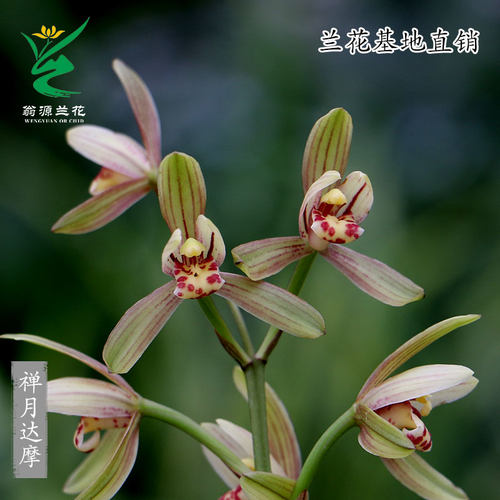 翁源兰花四季建兰禅月达摩开花香