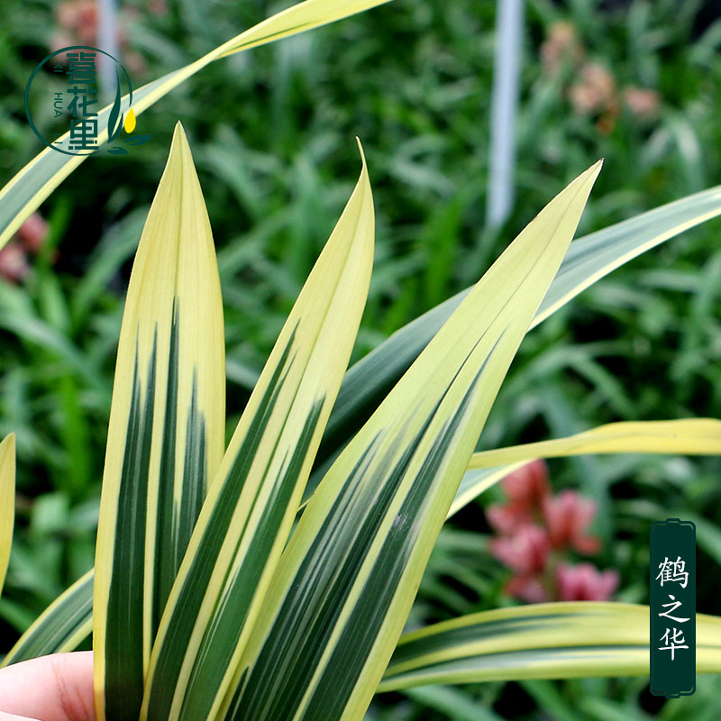 翁源兰花墨兰高端艺草鹤之华带花