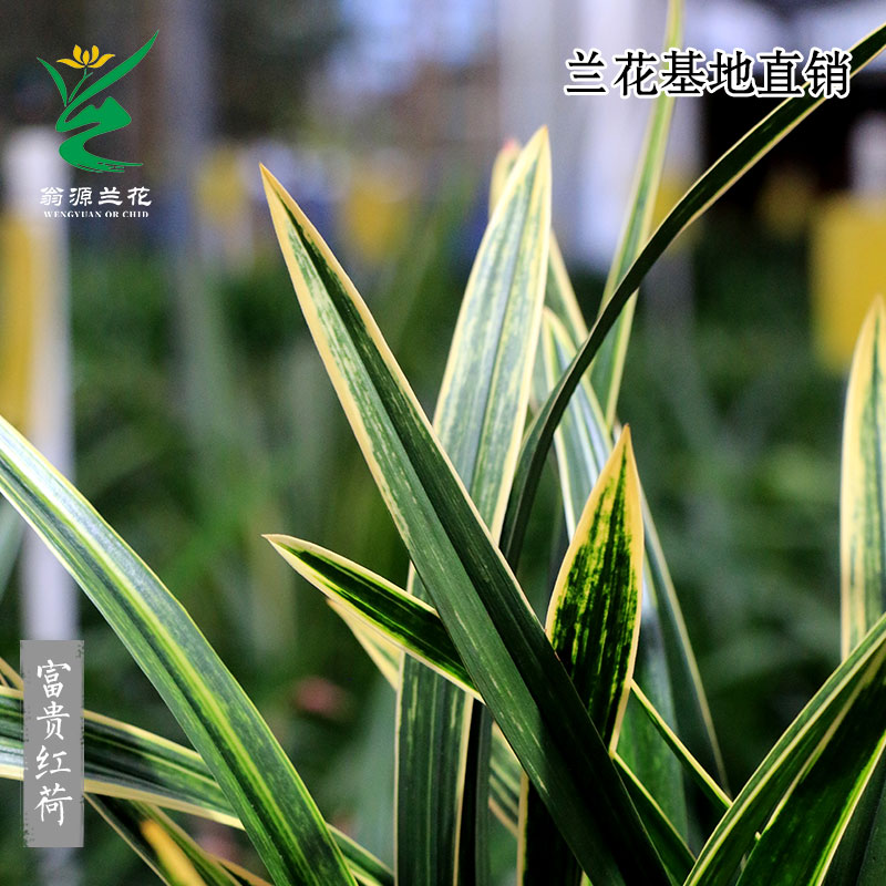 喜花里兰业高端墨兰虎斑富贵红荷