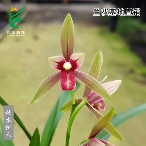 翁源兰花建兰秋水伊人带花香好养