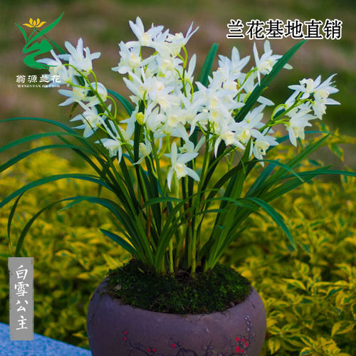 喜花里白雪公主大花蕙兰素心浓香