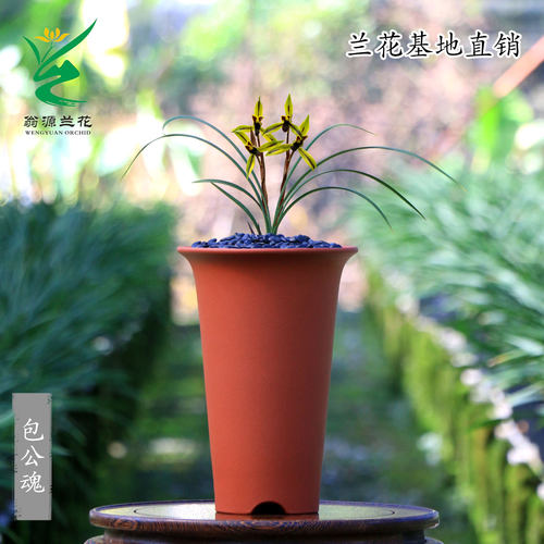 高端正品春兰花王黑素花包公魂香