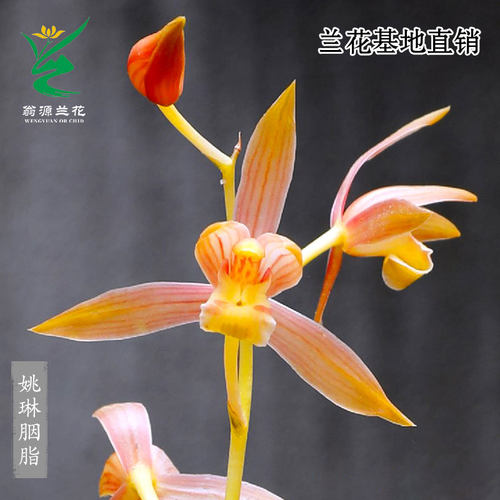 翁源兰花墨兰瑶琳胭脂带花浓香型