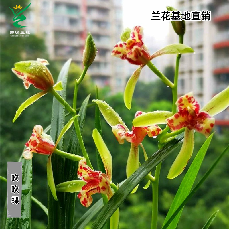 四季建兰吹吹蝶开花浓香型好养