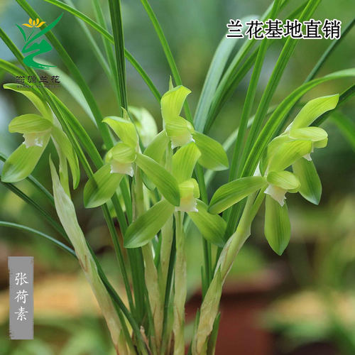 翁源兰花老种春兰张荷素带花浓香