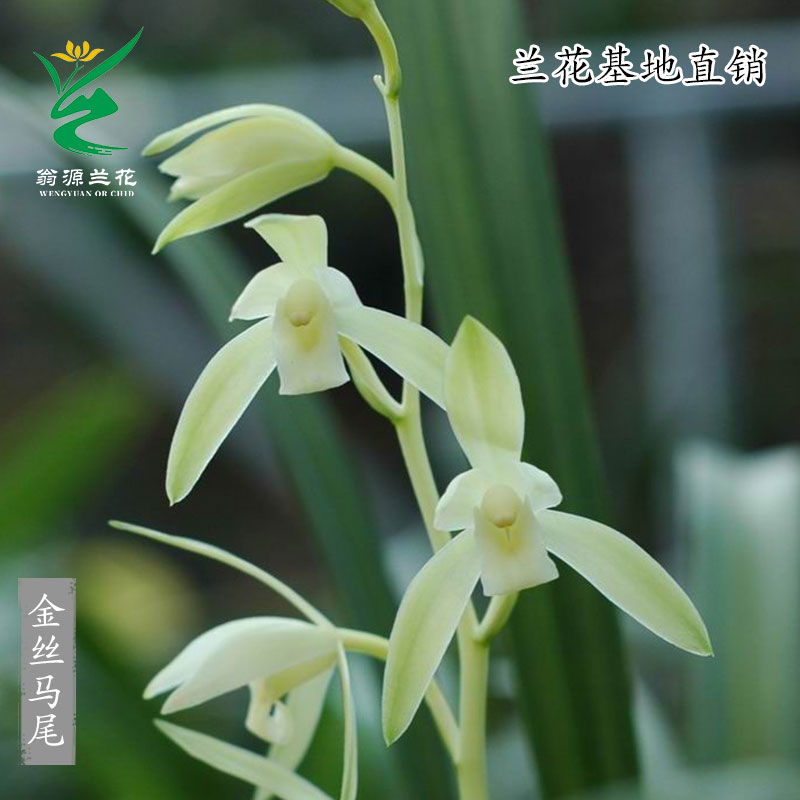 老种四季建兰金丝素心带花好养香