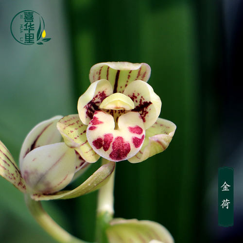 四季建兰铭品金荷矮种带花浓香型