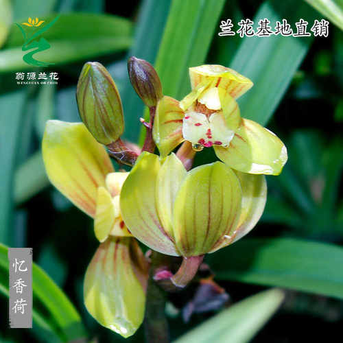 翁源兰花建兰忆香荷带花好养盆栽