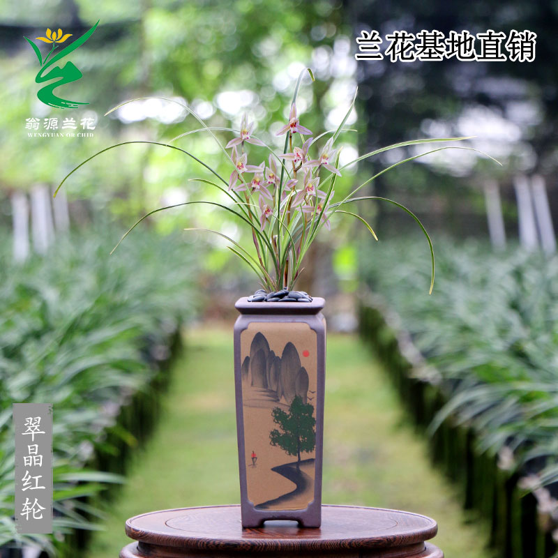 老种莲瓣兰春兰小翠晶红带花浓香