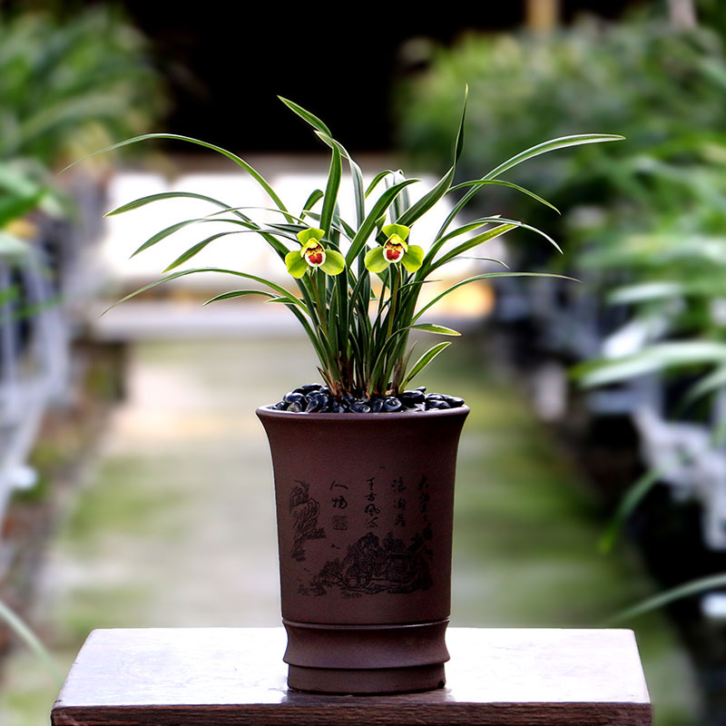 翁源兰花矮种春兰翠荷金边好养