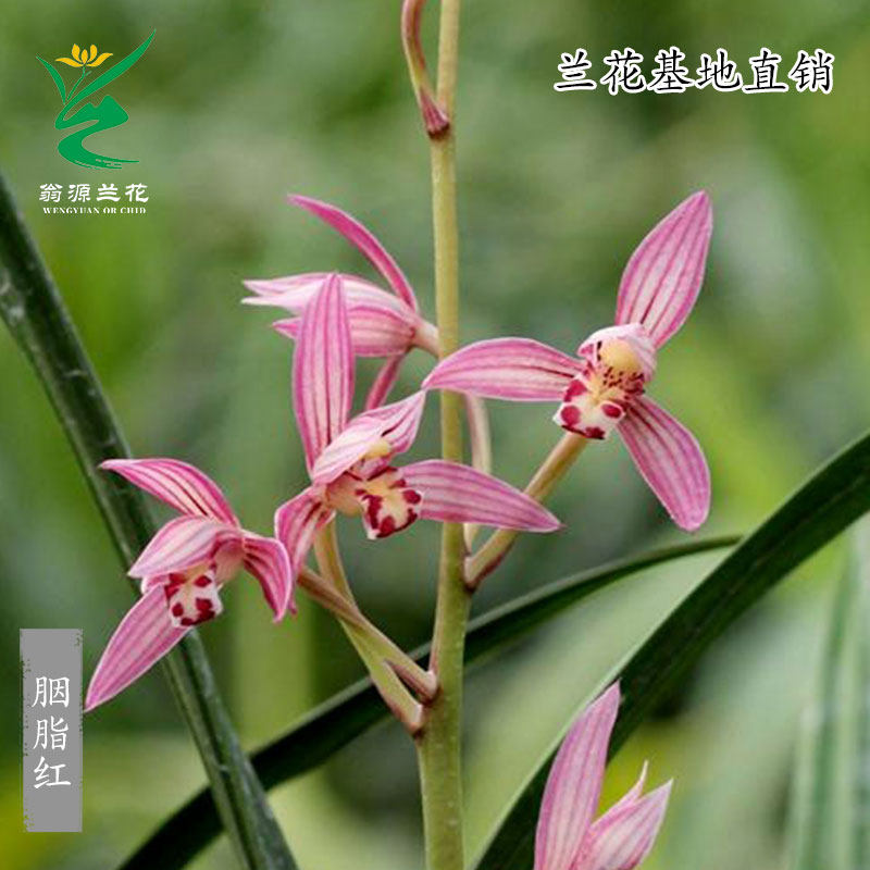 高端墨兰秋榜胭脂红带花浓香好养