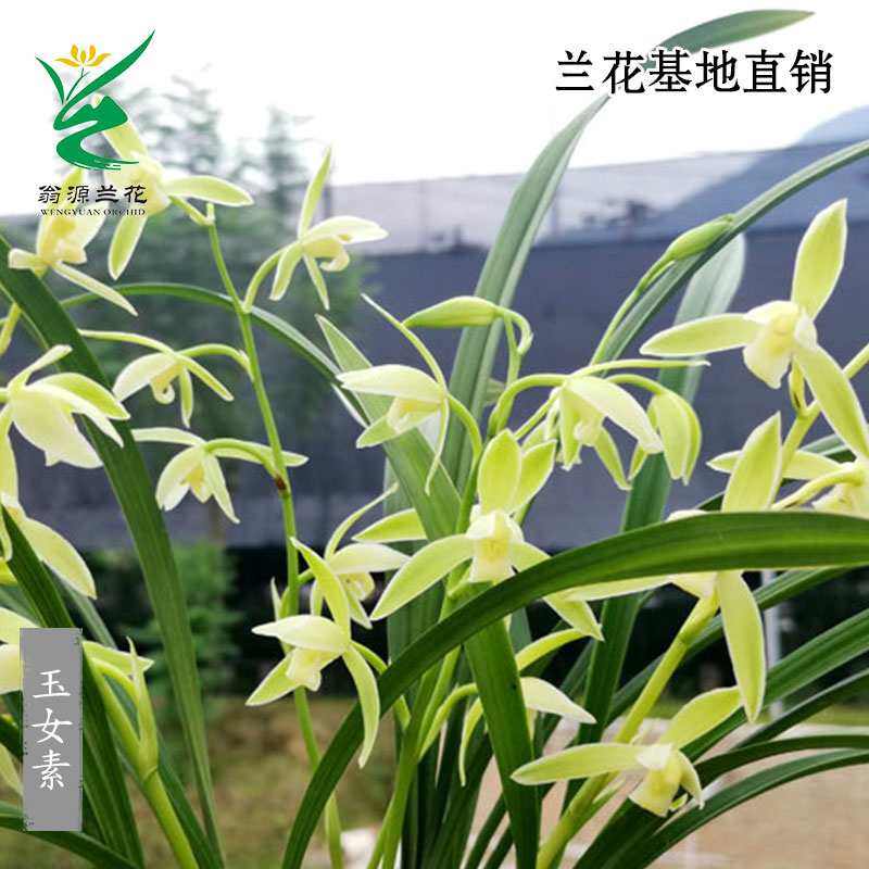 老种四季建兰玉女素心带花开浓香