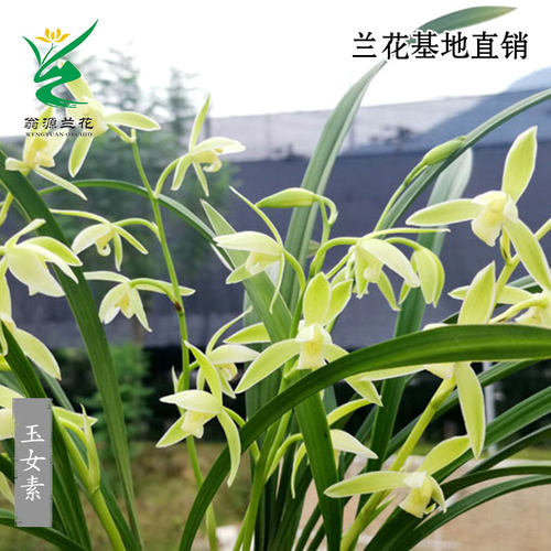 翁源兰花建兰玉女素心带花浓香型