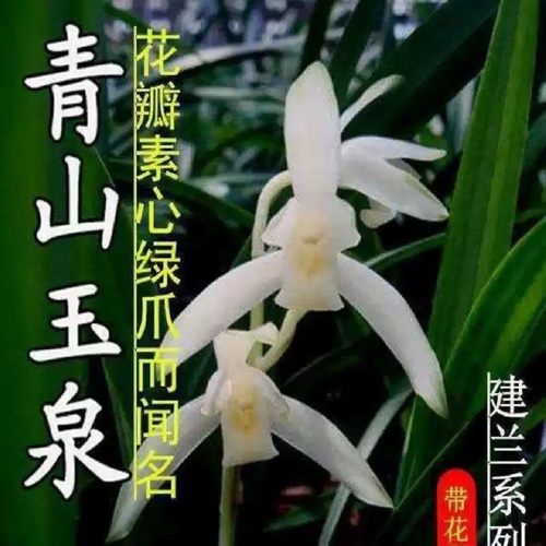 兰花苗素心青山玉泉浓香花卉