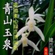 兰花草青山玉泉建兰四季 兰素心花苗浓香带花苞盆栽花卉绿植物名贵