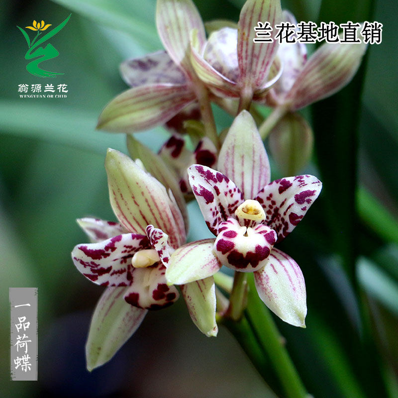 翁源兰花喜花里四季建兰一品荷蝶富山奇蝶带花好易养室内花卉绿植,鲜花速递/花卉仿真/绿植园艺,国兰/杂交兰/洋兰类,淘宝优惠券,粉丝福利购,淘宝优惠卷