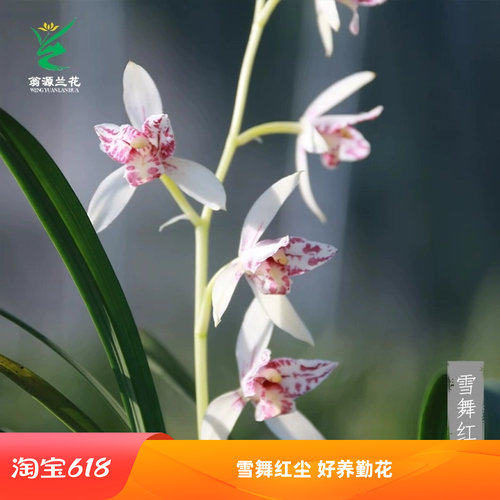 翁源兰花建兰雪舞红尘带花浓香型