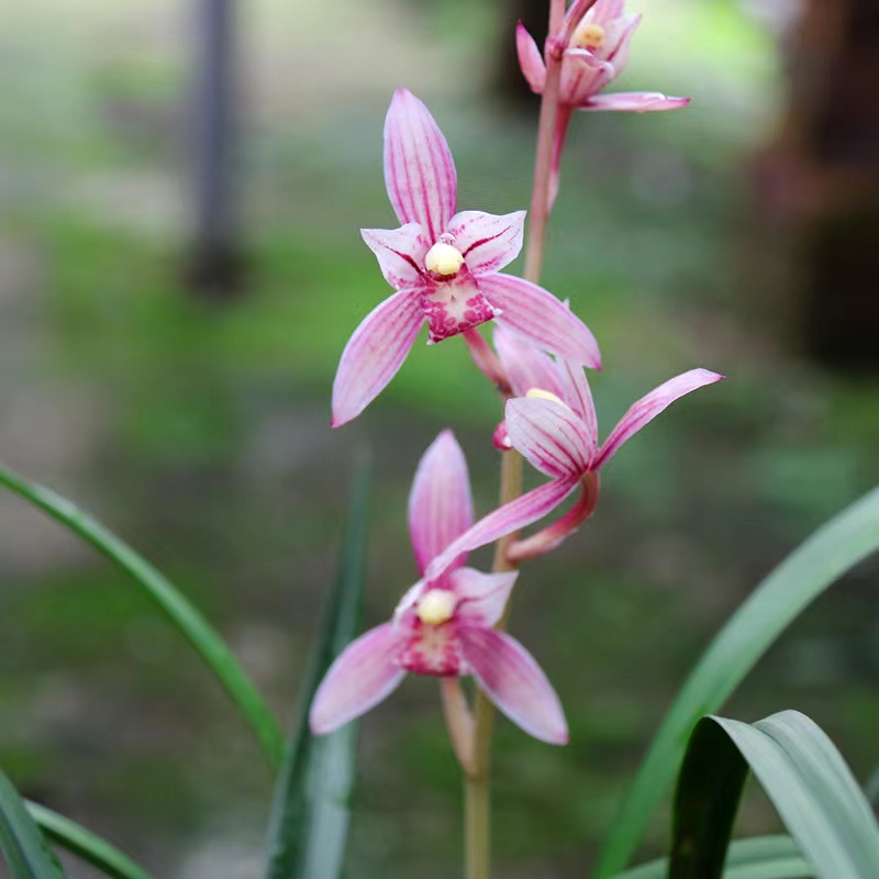 喜花里市长红带花四季建兰红花