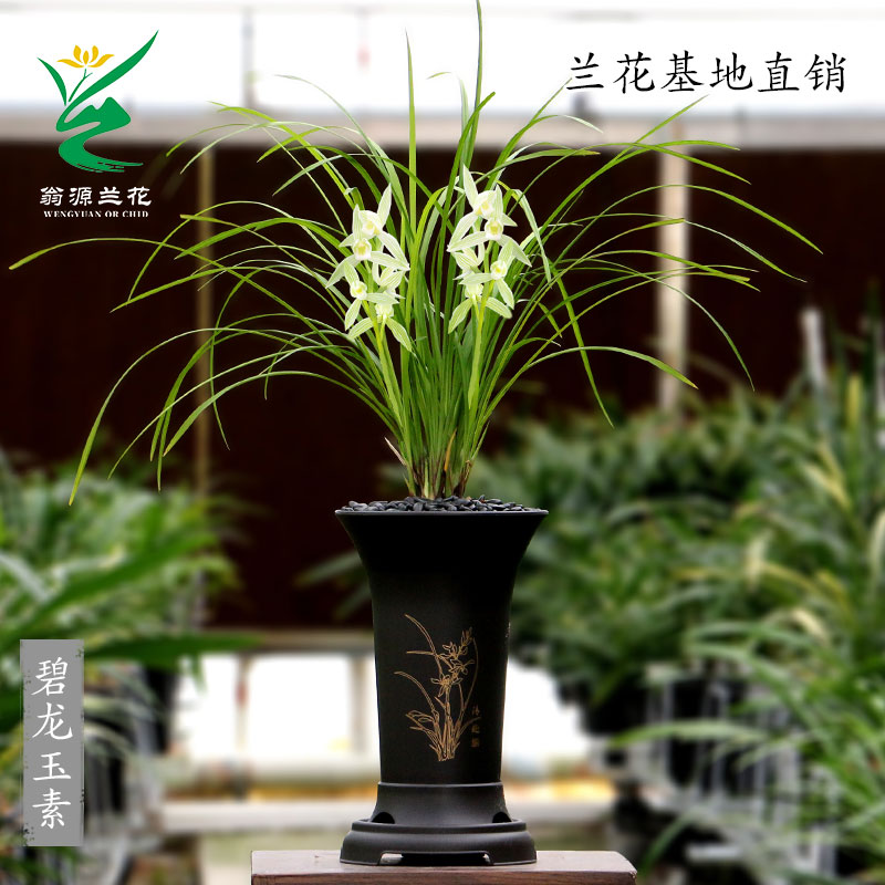 莲瓣兰铭品碧龙玉素带花浓香好养