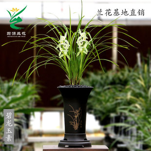 翁源兰花喜花里莲瓣兰铭品碧龙玉素开花浓香好养室内花卉绿植盆栽