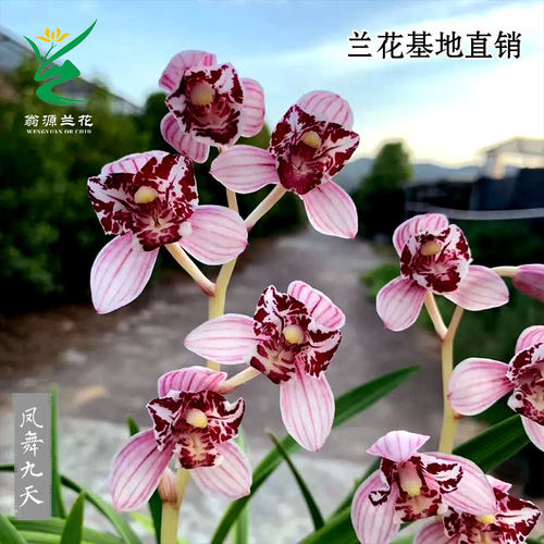 四季建兰凤舞九天好养绿植花卉
