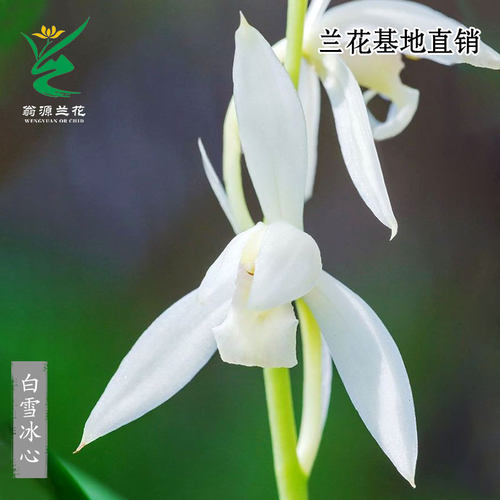 四季建兰老种白雪冰心带花好养香