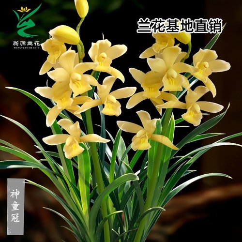 喜花里四季建兰金边神童冠好养