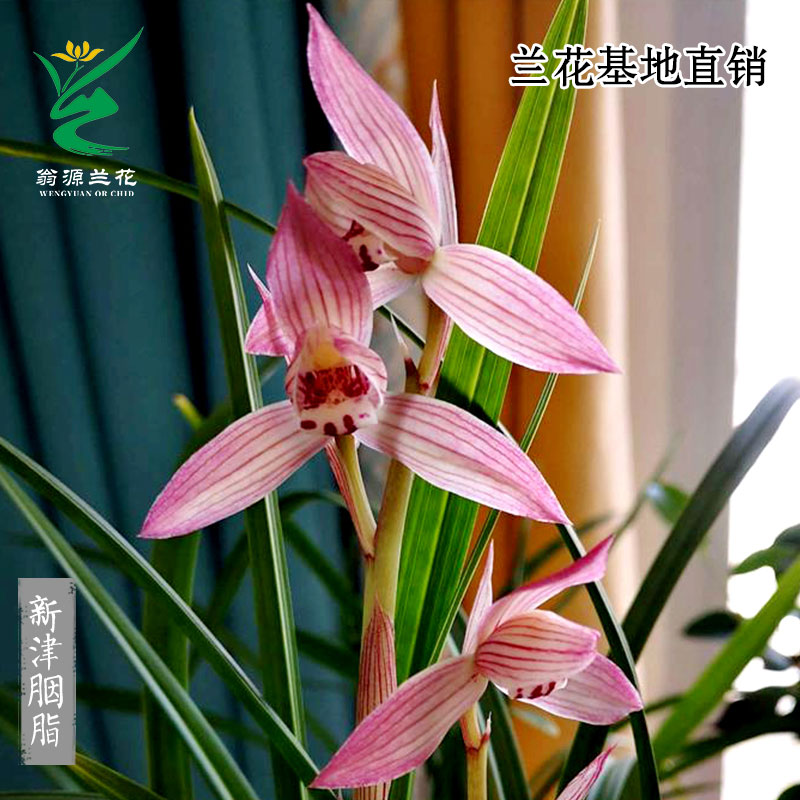 翁源兰花喜花里老种春剑新津胭脂正品开花浓香型好养室内绿植花卉