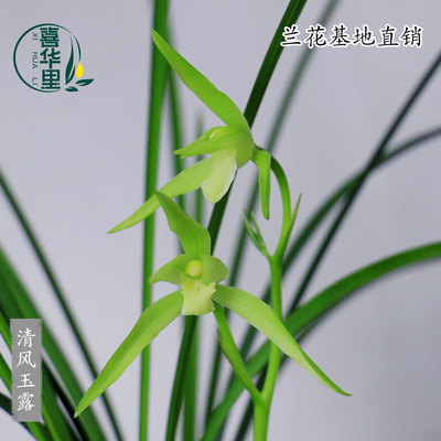 翁源兰花清风玉露浓香型带花盆栽