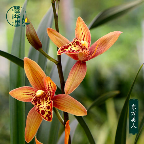 翁源兰花大花蕙兰东方美人好易养