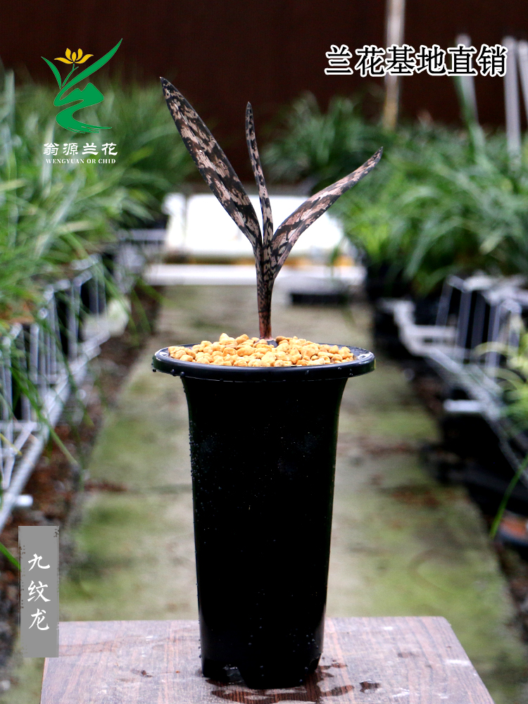 喜花里高端斑草九纹龙少量艺草