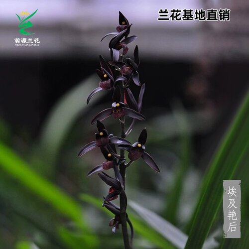 翁源兰花埃及艳后黑花浓香型好养