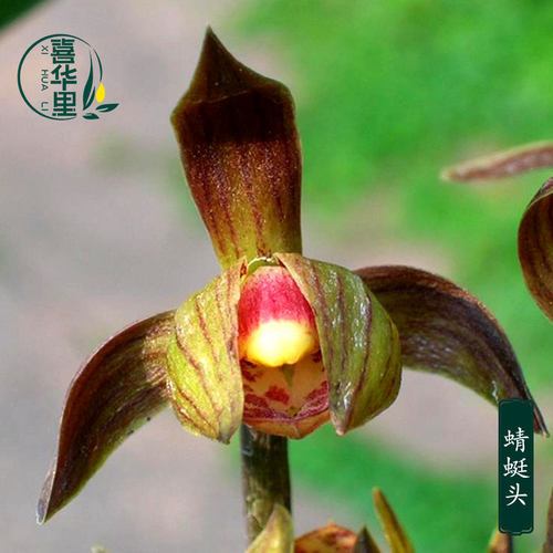 喜花里老种墨兰蜻蜓头开花浓香型