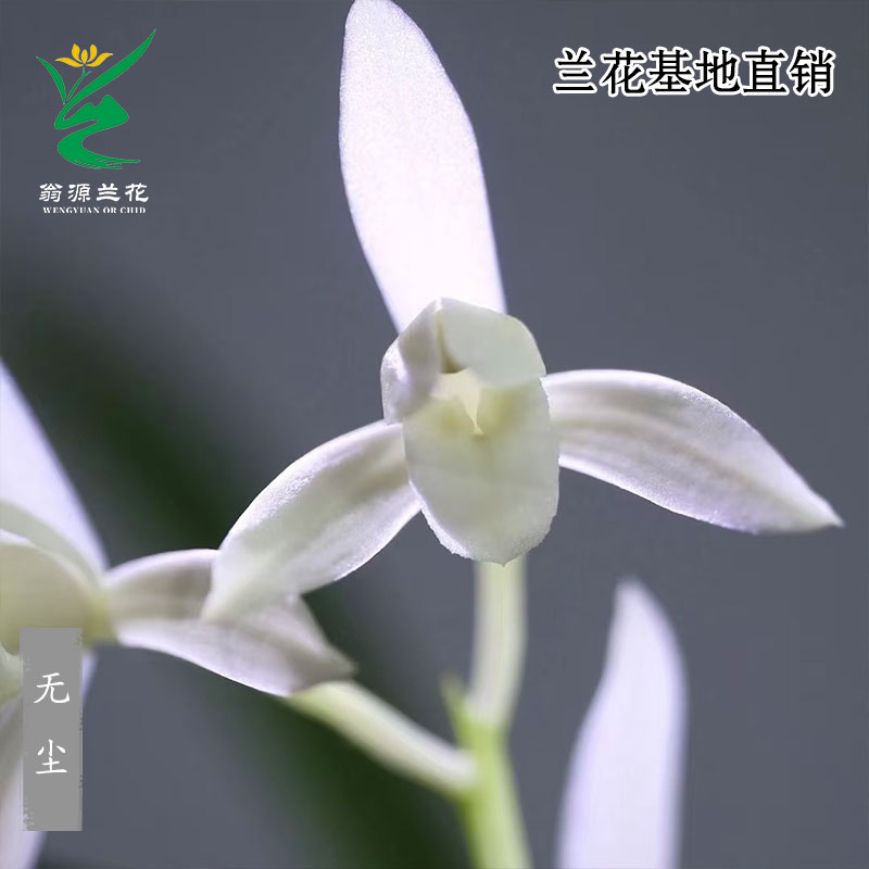 高端老种四季建兰花苗无尘带花香