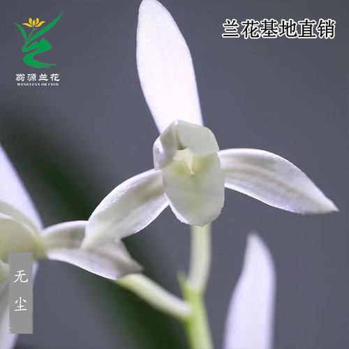 高端老种四季建兰花苗无尘带花香