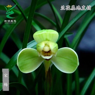 翁源兰花苗春兰老八种宋梅老集圆带花浓香好易养室内绿植花卉盆栽