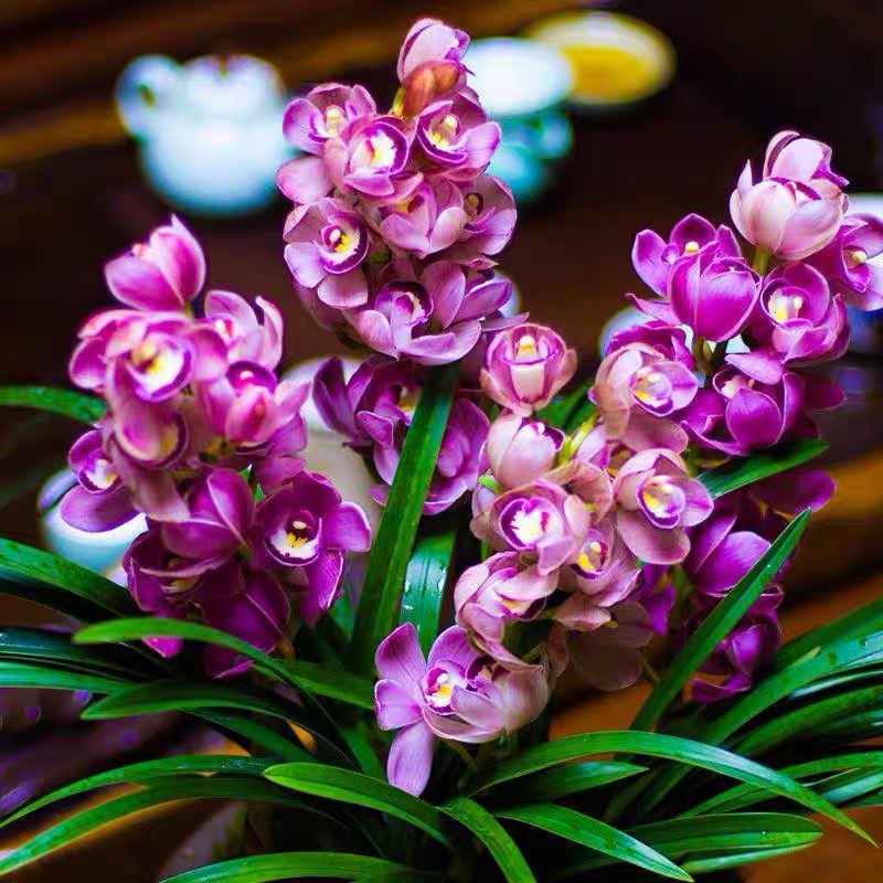 好养易活香喜花里兰花苗红酒之恋