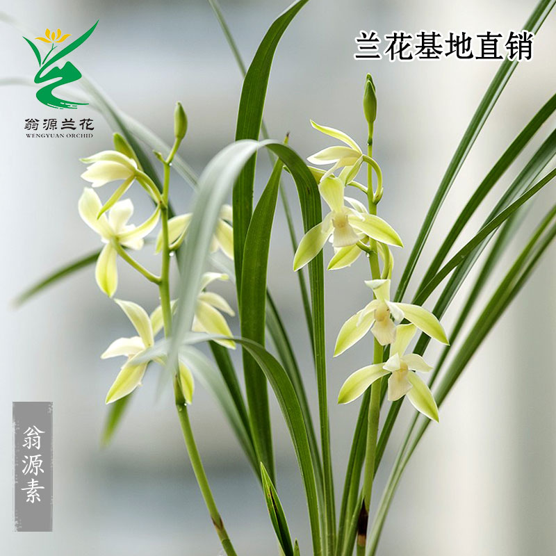 四季建兰老种翁源素花开浓香好养