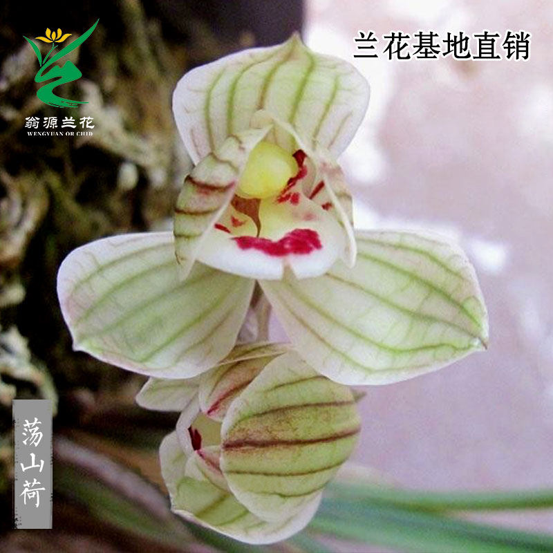 喜华里兰花高端莲瓣兰荡山荷浓香