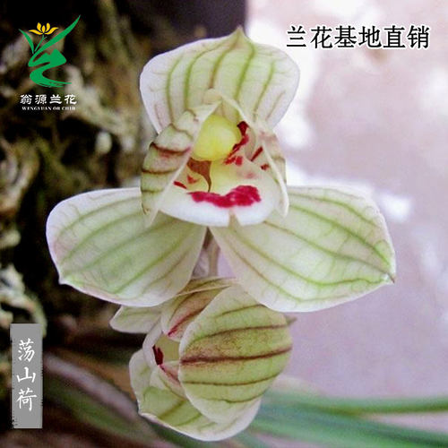 喜华里兰花高端莲瓣兰荡山荷浓香