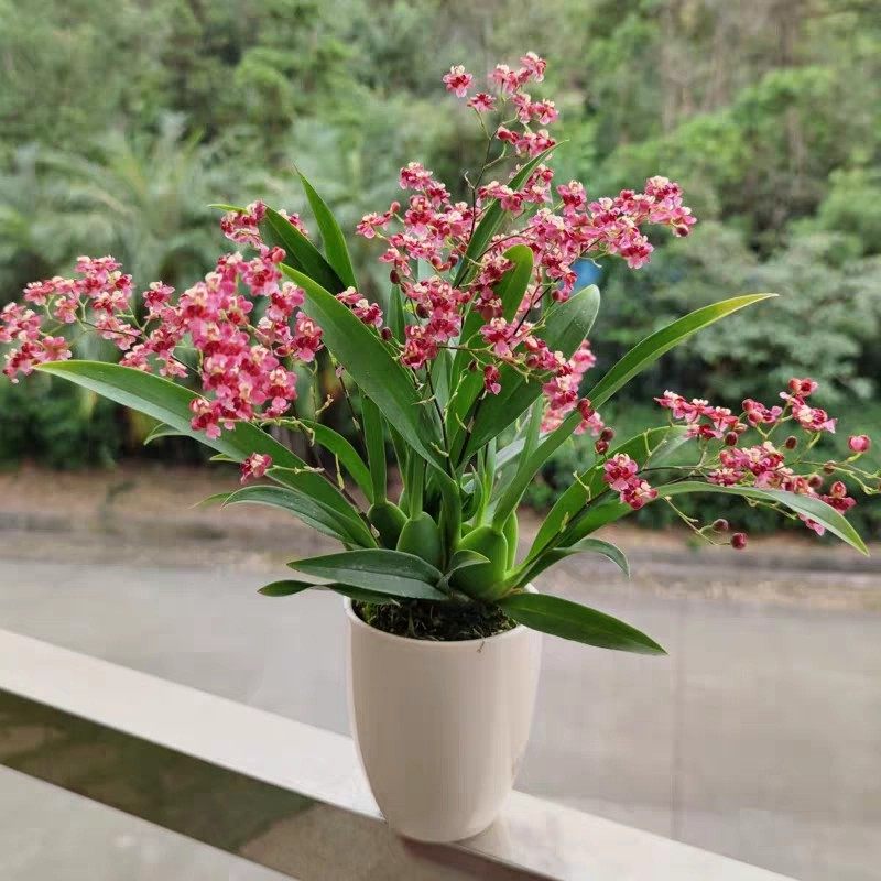 翁源兰花喜花里精品红粉梦香文心兰带花浓香新手好养绿植花卉盆栽,鲜花速递/花卉仿真/绿植园艺,国兰/杂交兰/洋兰类,淘宝优惠券,粉丝福利购,淘宝优惠卷