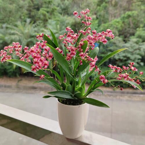 翁源兰花精品红粉梦香文心兰浓香